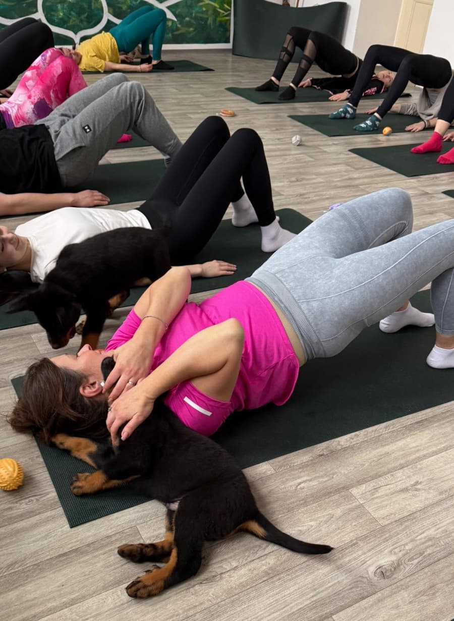 2026-07-28-puppy-joga-673657269_962539990064046_6220381961362385507_n.jpg